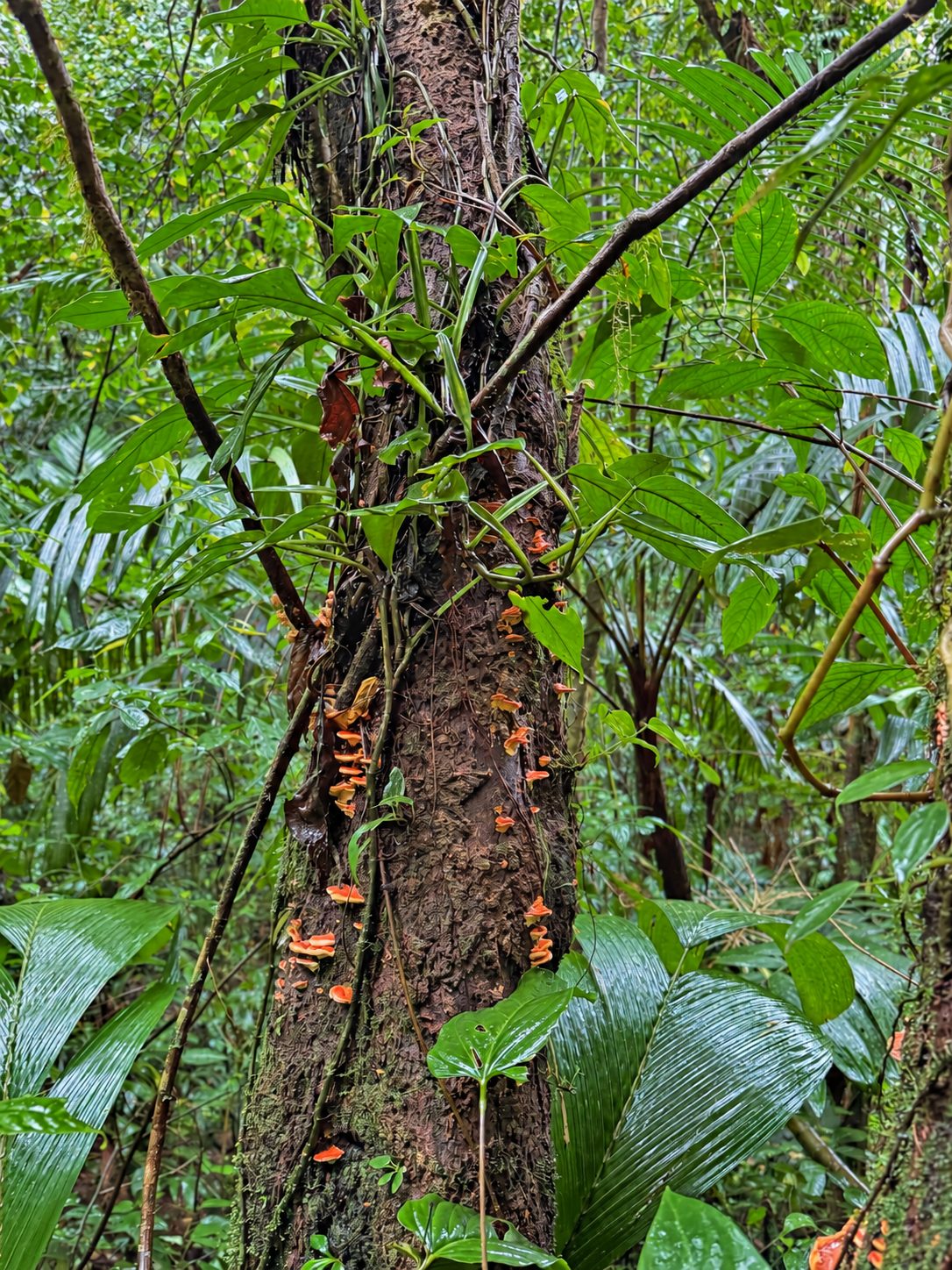 Green rainforest in Costa Rica