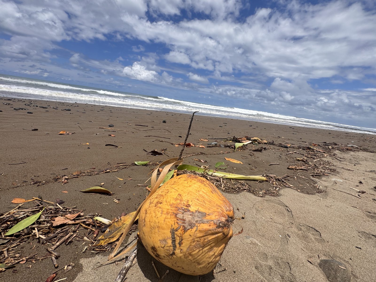 A quiet beach with a coconut on the sand in the South Pacific of Costa Rica