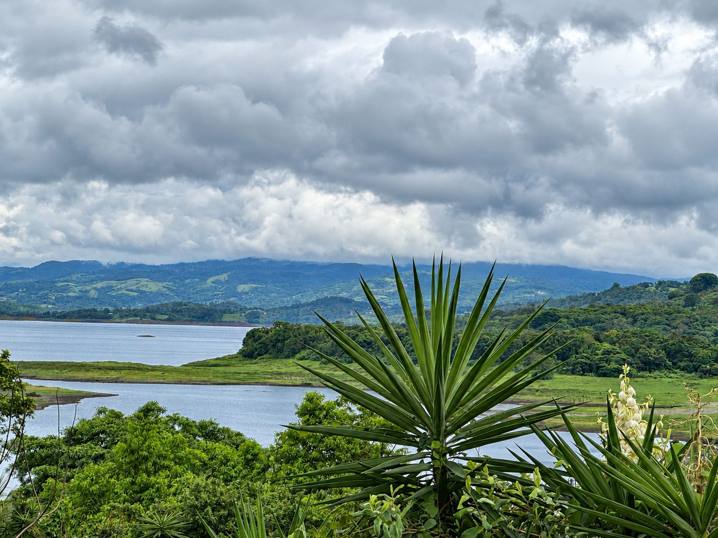 Lake Arenal with green hills and a palm in front