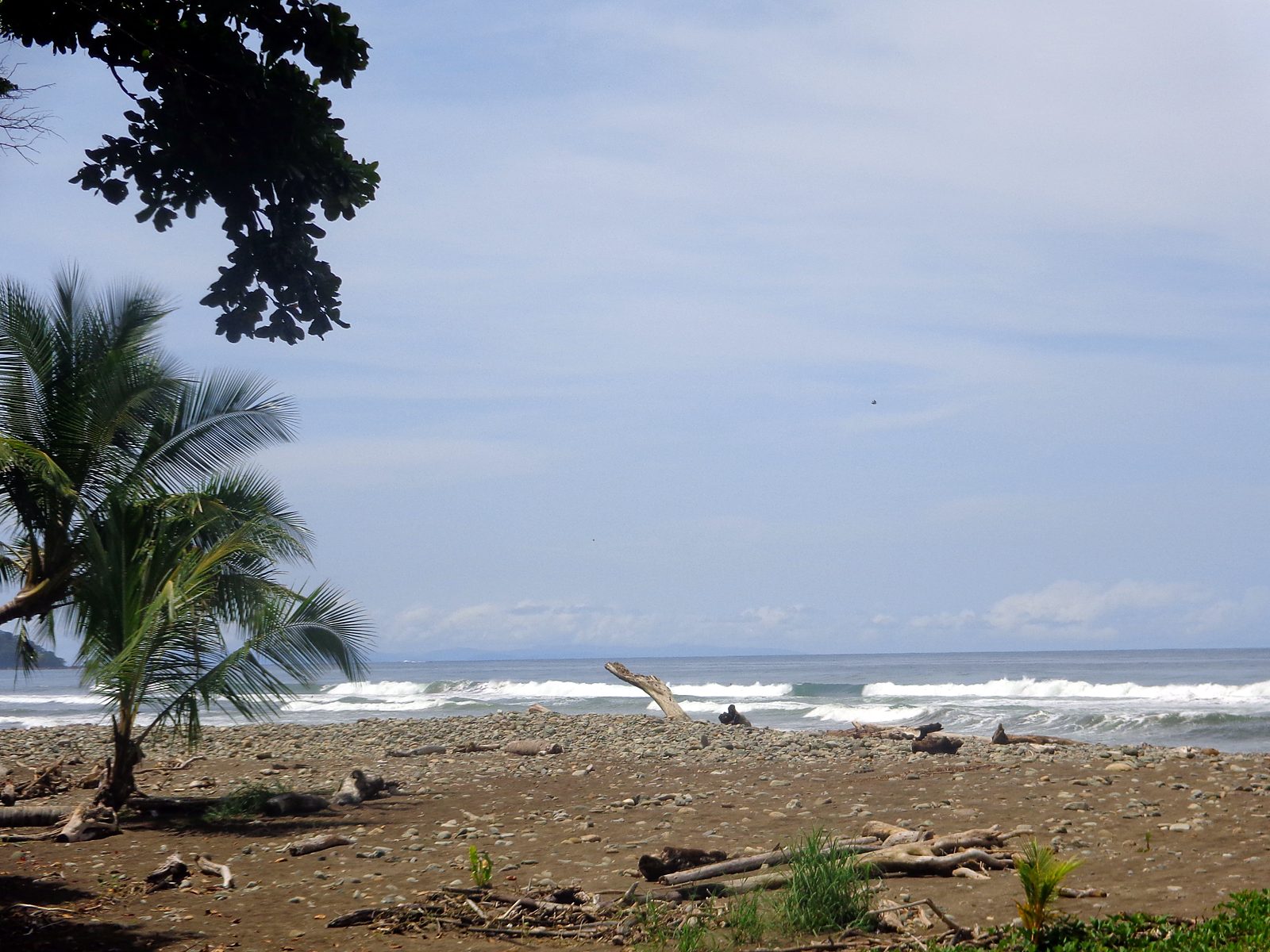 Palm trees and waves at Dominical Beach