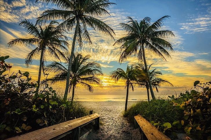 Palm trees and a beach path at sunrise