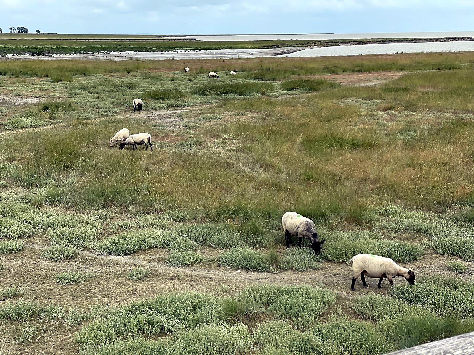 Sheep grazing near Mont-Saint-Michel