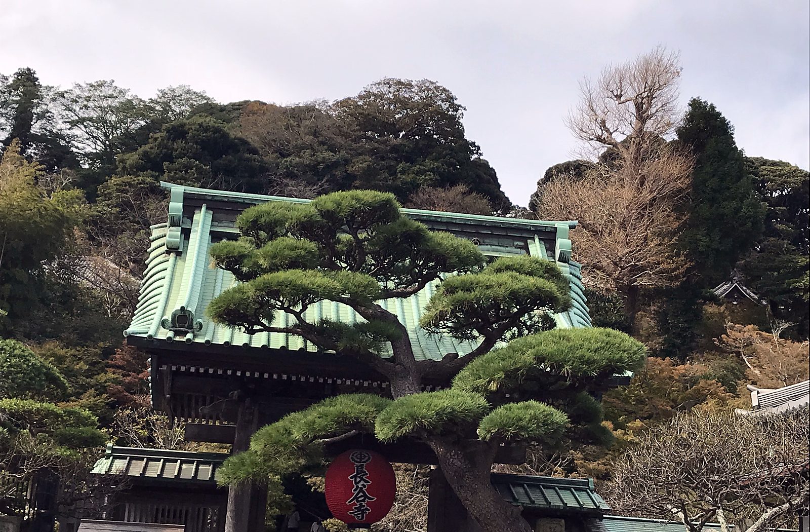 The gate of Hase-dera temple with a pine tree and a red lantern, in Kamakura