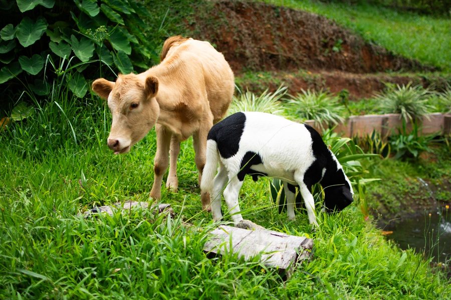 Farm animals in the green pasture