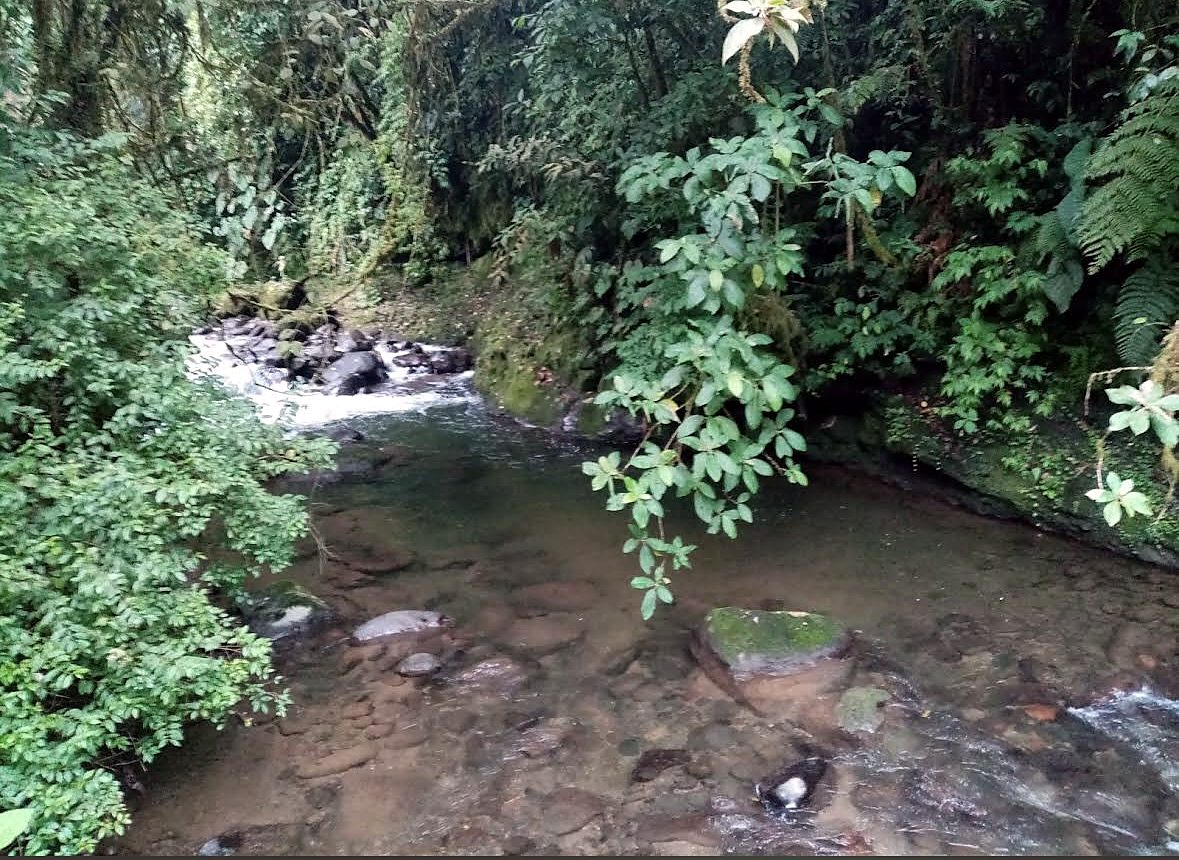 A clear mountain stream in the rainforest