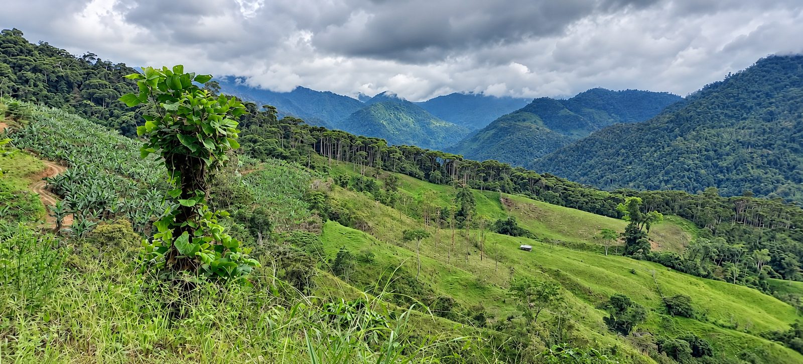Pasture and forest on the hillsides of the property