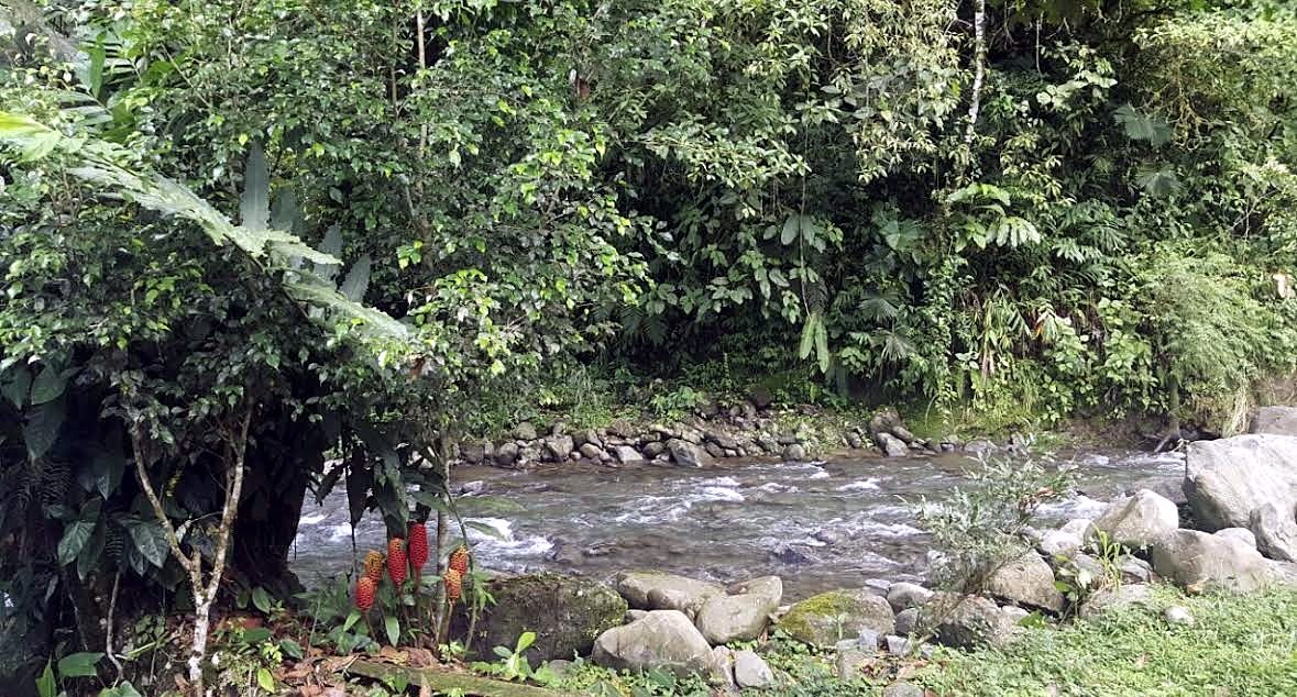 A river with big stones and red flowers on its bank